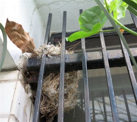 鳥在窗戶築巢|野鳥叫聲好滋擾？家中有野鳥築巢怎麼辦？漁護署教你。